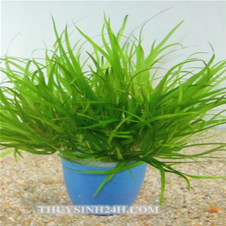 COMBO 5 loại cây thuỷ sinh