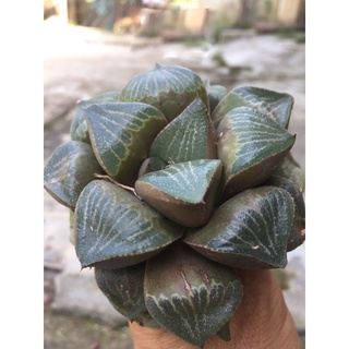 Haworthia .