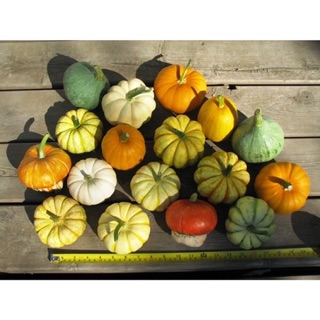 Hạt giống Bí ngô mini 🍀