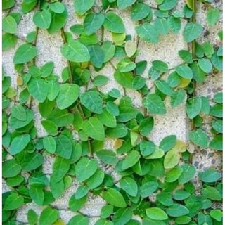 Sét 5 cây vẩy ốc bám tường ❣️❣️MUA 5 TẶNG 2 ❣️❣️ Sô lượng có hạn