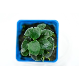 Ráy nana mini (form tròn) - Cây thuỷ sinh