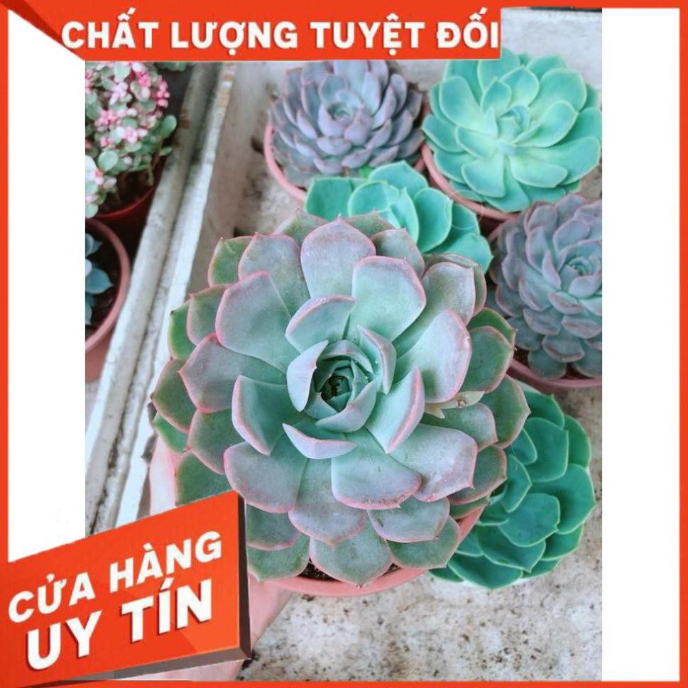 Chậu Sen Đá Tím Cảnh Cứng Size Đại Nhiều Người Mua