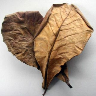 10 lá bàng khô - THẦN DƯỢC CÁ CẢNH