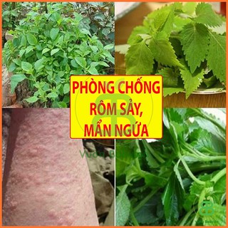 Hạt Giống Kinh Giới , Chịu Nhiệt, Dễ Trồng, Năng Suất Cao - Gói 2G
