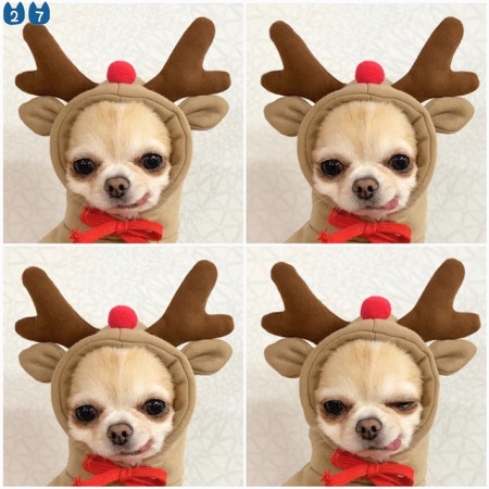 Áo Sweater Có Mũ Trùm Nhồi Bông Thời Trang Thu Đông 27 Pets