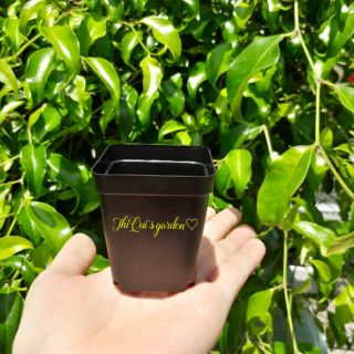 Chậu vuông 5x5cm (set 100 cái)