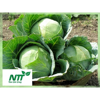 Hạt giống bắp cải xanh - bắp cải tím tn