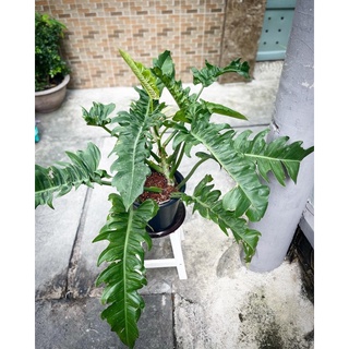 Cung Đàn Xuân | Philodendron jungle boogie