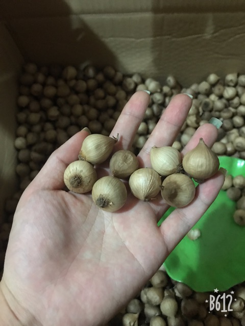 1kg TỎI ĐEN CÔ ĐƠN HÀNG LOẠI 1 LÊN MEN 45 ngày | BigBuy360 - bigbuy360.vn
