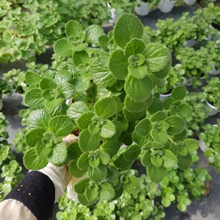 SEN THƠM BỤI LỚN - CÂY NON DỄ CHIẾT TÁCH