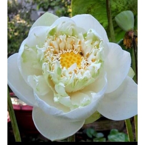 Hạt giống hoa sen bách diệp màu TRẮNG KNS1427 - Gói 5 hạt