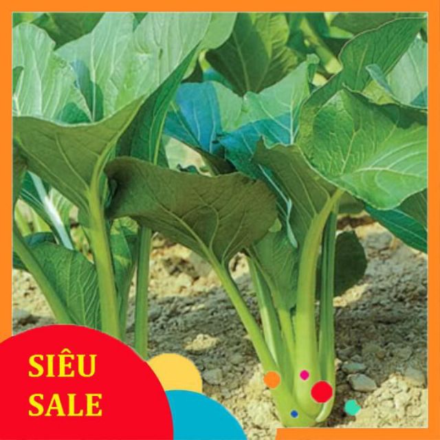 hạt giống cải ngọt cọng xanh