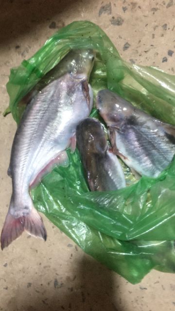 Mồi thuốc cá lăng cá da trơn 500gam