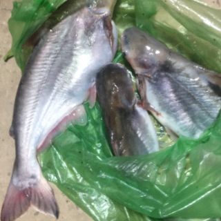 Mồi thuốc cá lăng cá da trơn 500gam