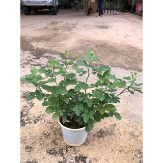 hoa hồng ngoại đủ màu