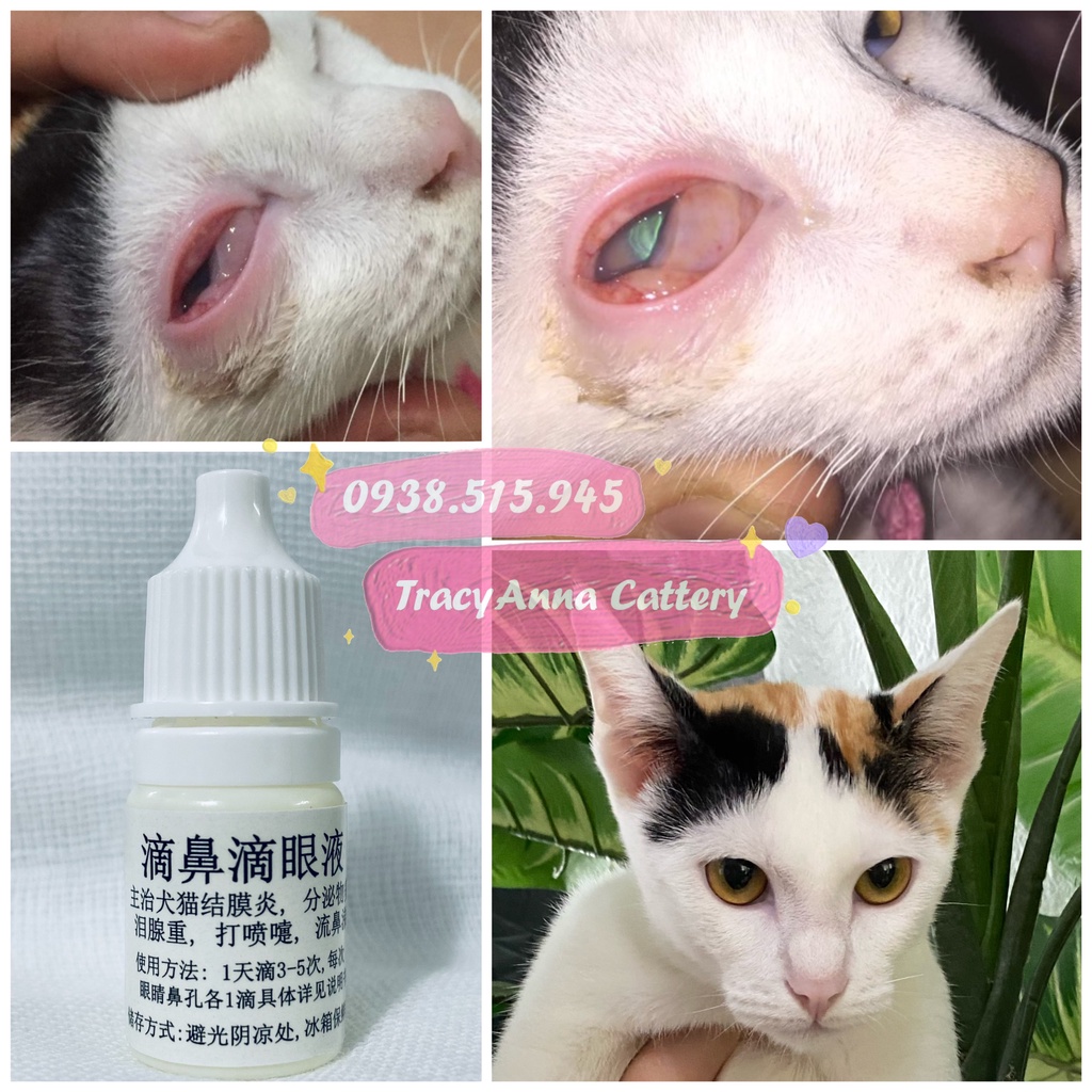 Nhỏ mắt mũi thần thánh hàng Nội địa Trung chó mèo đục giác mạc, viêm mắt, hô hấp sổ mũi Herpes mèo TracyAnna Cattery
