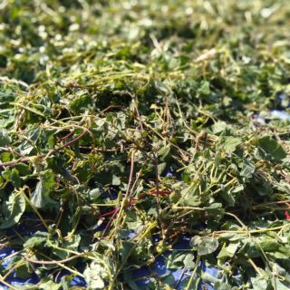 1kg Lá sâm dây (hồng đẳng sâm) phơi khô