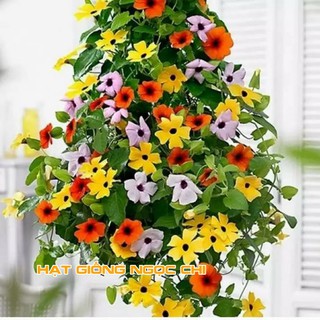Hạt giống hoa Ánh Dương (Mắt huyền, Mắt Nhung) - 4 Hạt
