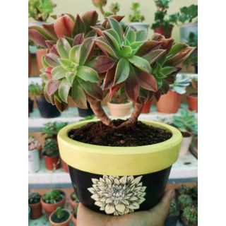 Aeonium Leucoblepharum (Cây gửi là cây đơn 1 nhánh) không chậu