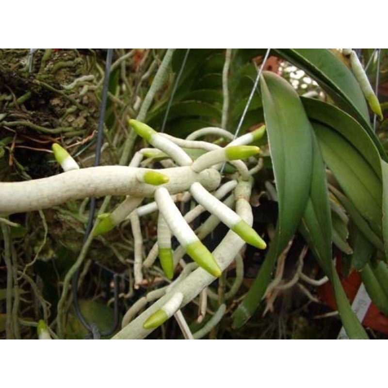 Combo 3 gói Phân bón hỗn hợp Trichoderma-auxin tăng trưởng phục hồi cây suy dinh dưỡng, vàng lá, giảm rụng hoa gói 25g