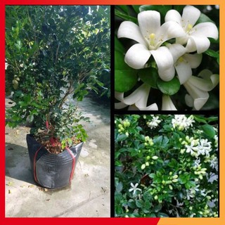 [Ảnh thật] Cây Nguyệt Quế Cây Cảnh, Bonsai