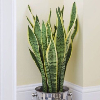 Cây lưỡi hổ viền vàng