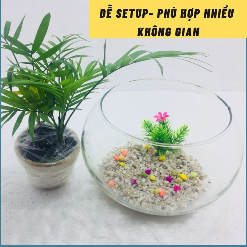 Bể cá mini để bàn tròn T11