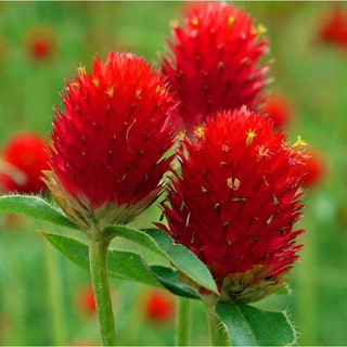 50 H - HẠT GIỐNG CÚC NÚT ÁO ĐỎ