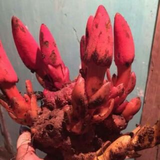 Nấm ngọc cẩu tươi 1kg