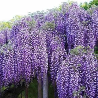 CÂY GIỐNG HOA TỬ ĐẰNG THÂN GỖ