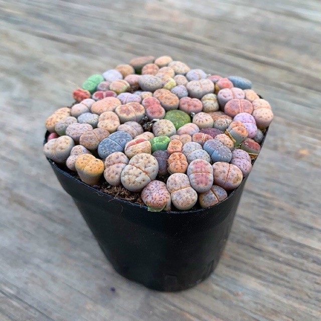 [Mã 44LIFESALE giảm 10% đơn 99K] [SIÊU SALE] CHẬU SEN ĐÁ LITHOPS ĐỦ LOẠI NGẪU NHIÊN (SEN MÔNG; THẠCH LAN)