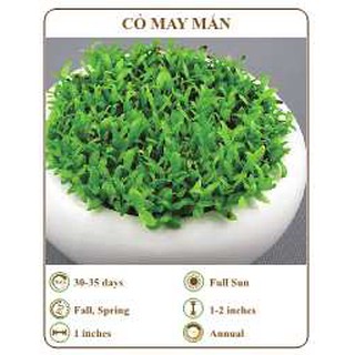 Hạt giống cỏ may mắn - THE XANH