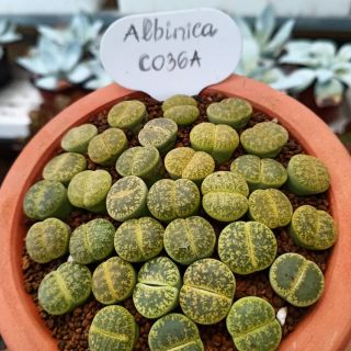 Lithops Albinica C036A 1cm ~1.5cm