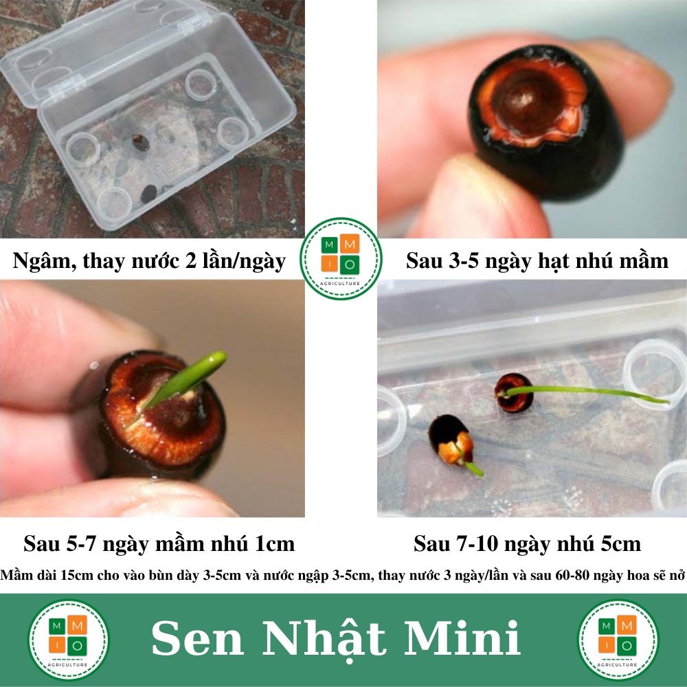 Hạt giống sen Nhật tứ quý , hoa sen cảnh - Cam kết chuẩn màu, độ nảy mầm cao