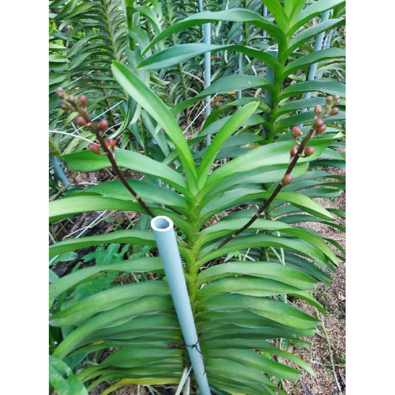 5 Cây giống Mokara