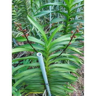 5 Cây giống Mokara