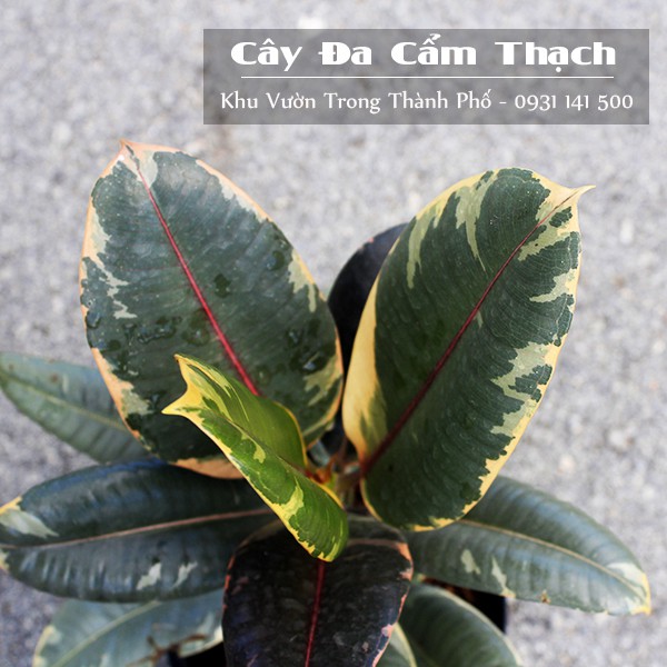Cây Đa Cẩm Thạch, đa búp đỏ cẩm thạch