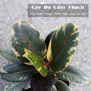 Cây Đa Cẩm Thạch, đa búp đỏ cẩm thạch