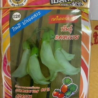 HẠT GIỐNG SO ĐŨA TRẮNG THÁI LAN