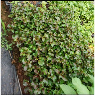 Cây thủy sinh dền nhật