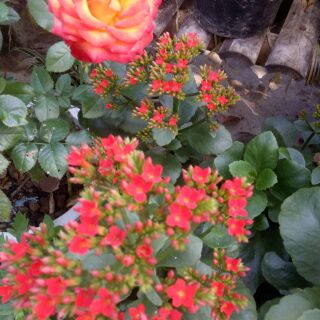 Cây hoa sống đời cho hoa tết.như hình 2