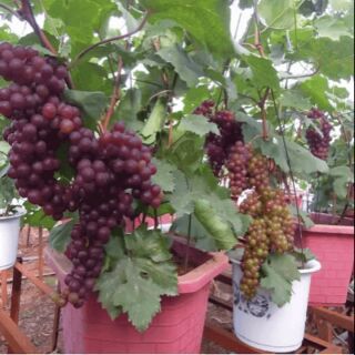 Cây giống nho lùn pháp