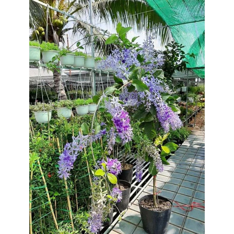 Cây 🌲 Mai xanh thái  ( 1m7 đang hoa)