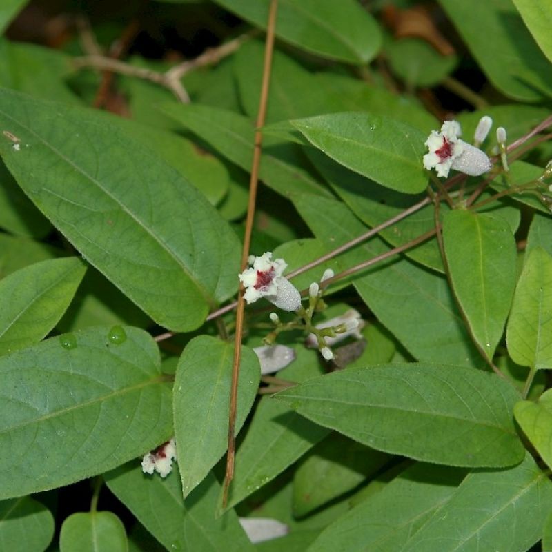 1kg cây lá mơ rừng