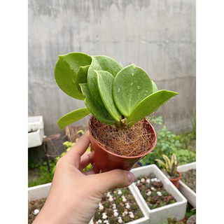 Cẩm cù lá xếp - Pachyclada
