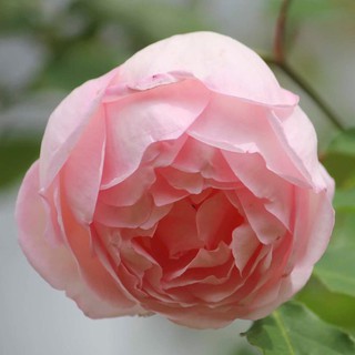 CÂY GIỐNG Hoa hồng điều CỔ– giống hoa hồng truyền thống quý hiếm của Việt Nam + Tặng 01 cây dâu da đất( bòn bon)