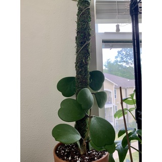 Hoya Kerrii (Cẩm Cù lá tim) ảnh thật
