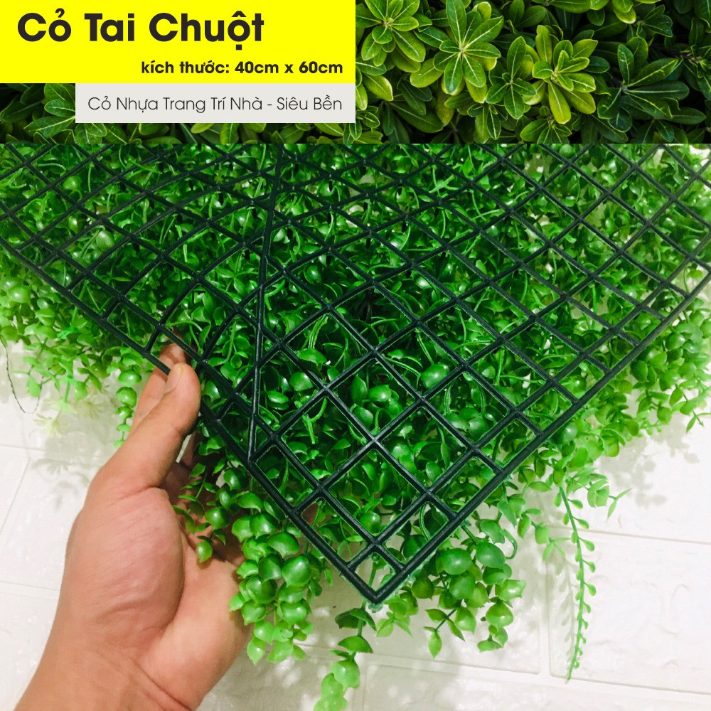 Thảm Cỏ Treo Tường - Cỏ Tai Chuột [BẠCH ĐÀN] Trang Trí Không Gian Nhà Cửa