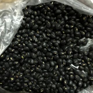 Đậu đen xanh lồng nhà trồng