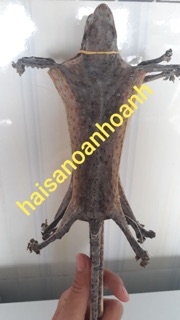 Tắc kè khô 10 con